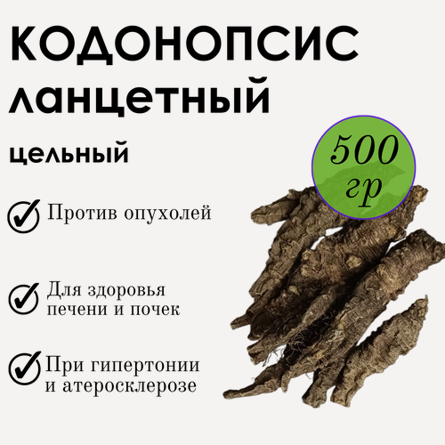 Изображение товара Кодонопсис ланцетный корень цельный Фито-Аптекарь, при заболеваниях печени и почек, сахарном диабете, отеках, 500 гр