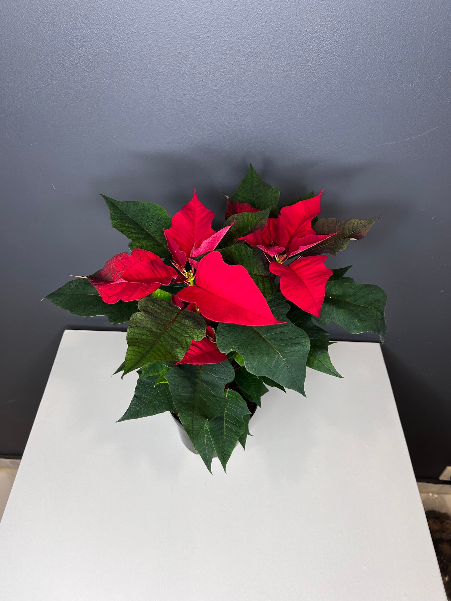 Пуансеттия «Рождественская звезда»