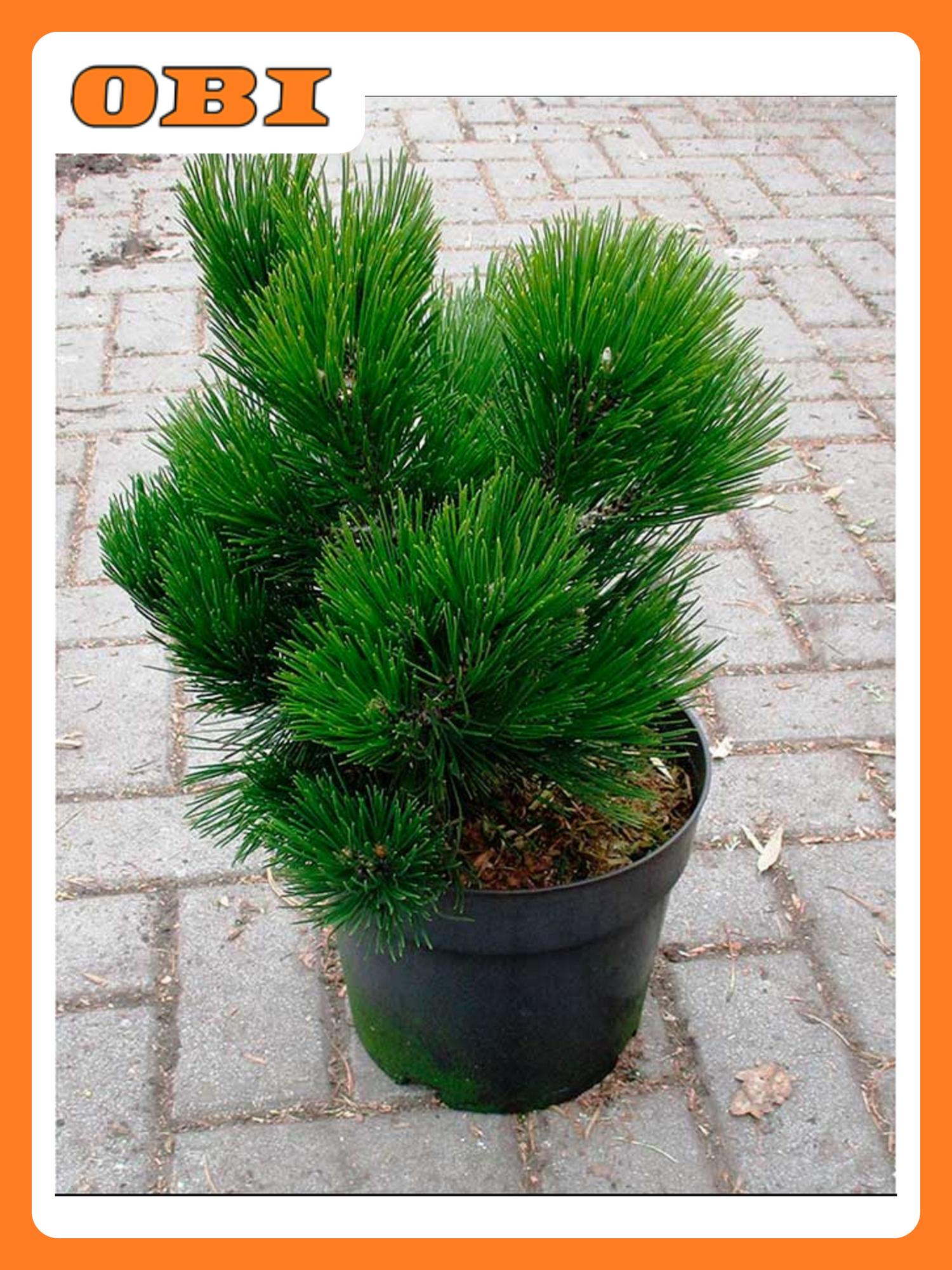 Сосна Гельдрейха 