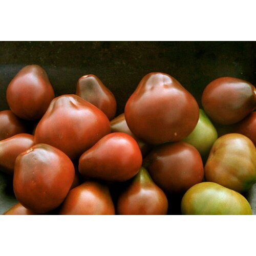Чёрная Груша - семена томатов