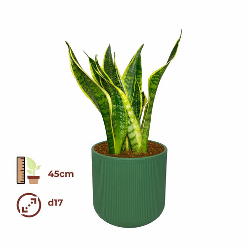 Сансевиерия Лауренти 17/45, цвет кашпо зеленый