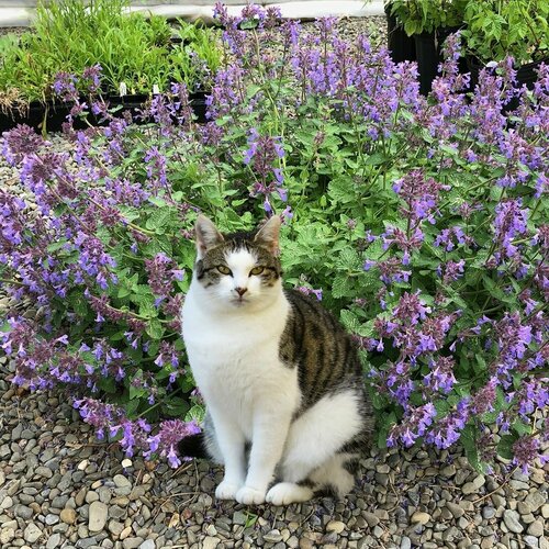 Котовник Кошачий Бархат, пряная многолетняя трава с лимонным ароматом ...