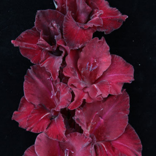 Луковица Гладиолус крупноцветковый Черный Великан