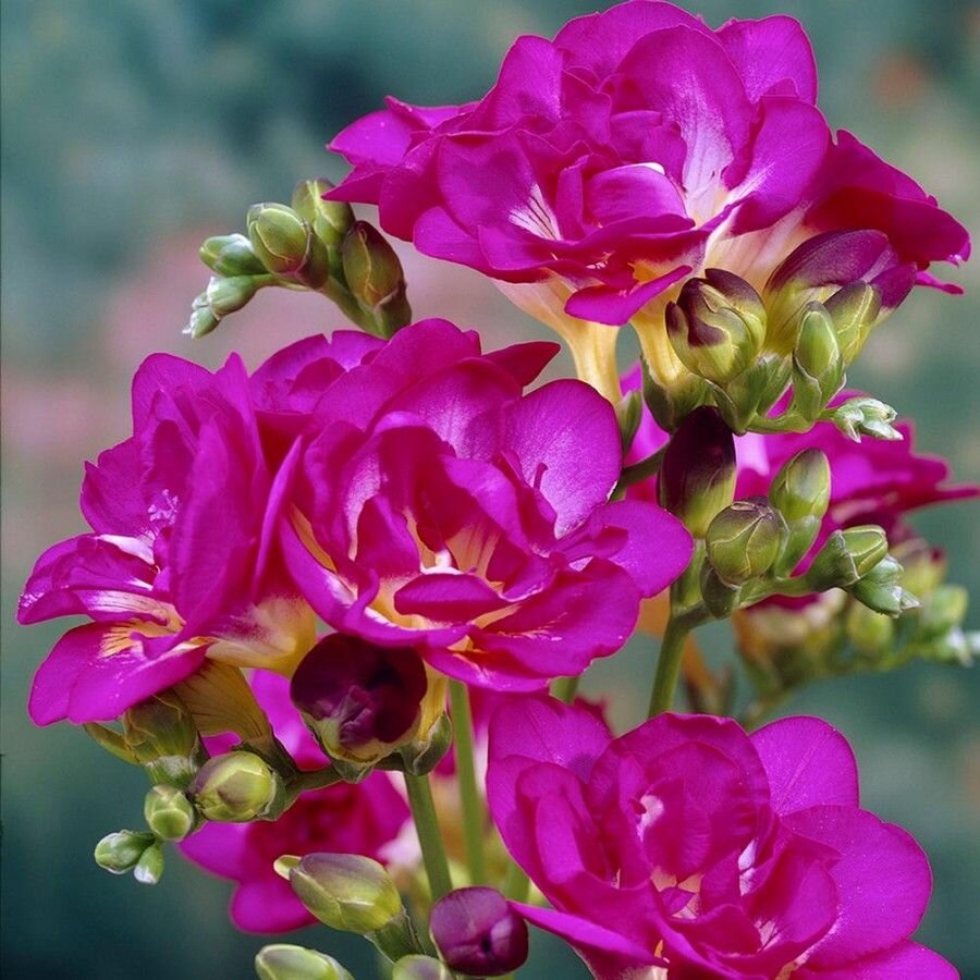 Фрезия розовая (pink - roze) луковицы 15 шт сотка - фотография № 2