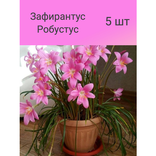 Зафирантус Робустус розовый (5 шт)