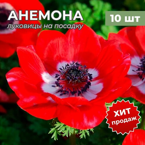 Луковицы анемоны на посадку Голландия 10 шт