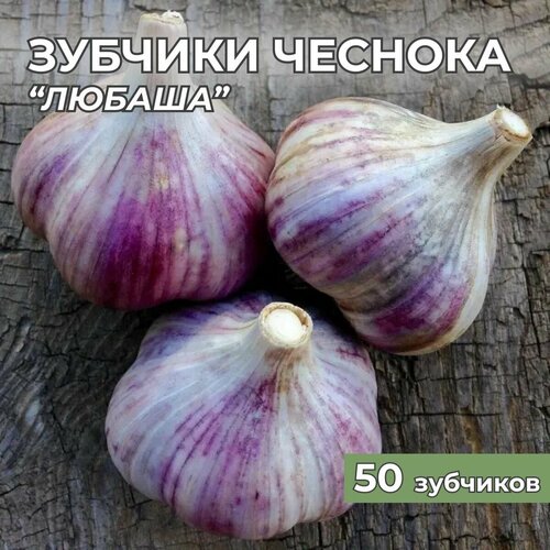 Зубчики чеснока на посадку Любаша 50шт зубчики элитного гигантского чеснока на посадку под зиму 50шт в ассортименте