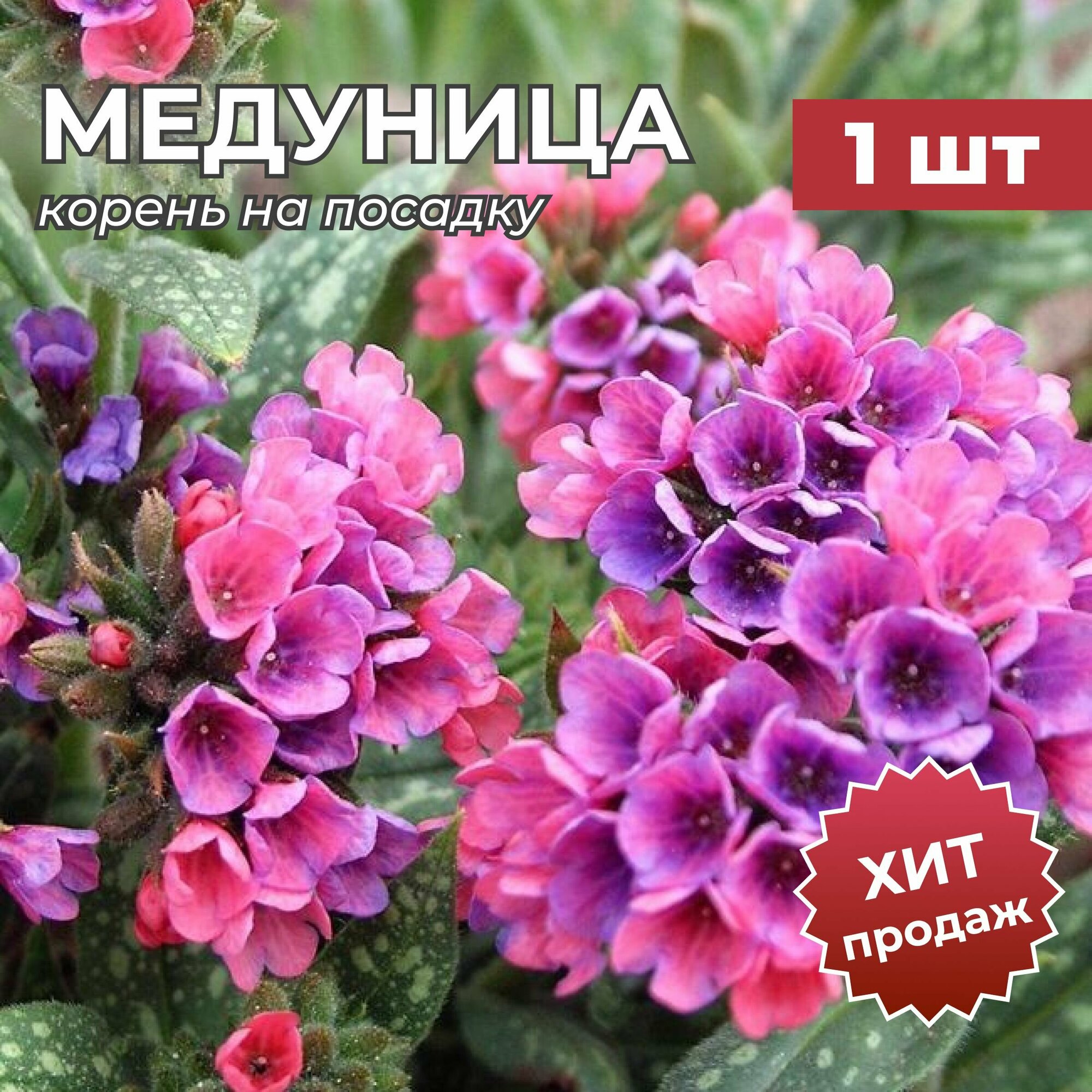 Медуница, корень/корневище медуницы на посадку "Рэспберри Сплэш" 1 шт