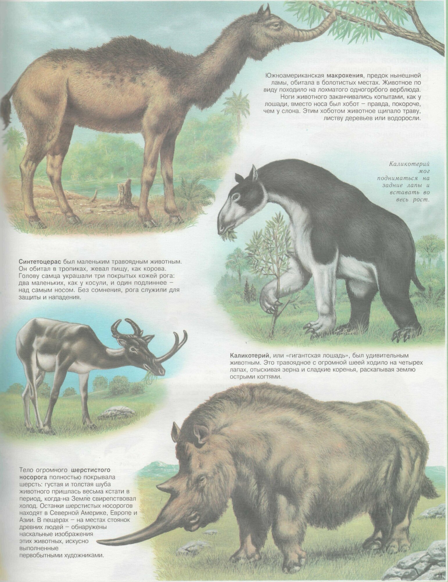 Книга Атлас животных. Детская энциклопедия - фото №10