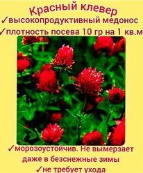 Клевер красный медоносный 30шт, семена отборные для сада/ пасеки/ мягкий газон