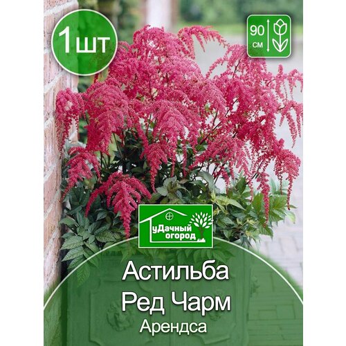 Астильба Ред Чарм 1 шт. астильба винжс ин ред горшок 1 л