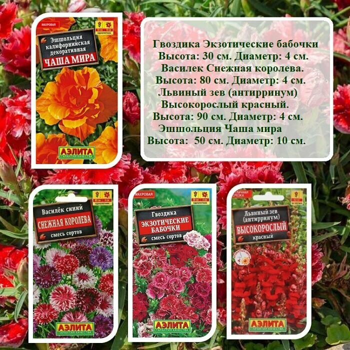 Набор семян цветов из 4х пачек - Гвоздика Экзотические бабочки Василек Снежная Королева Львиный зев Высокорослый красный и Эшшольция Чаша мира.