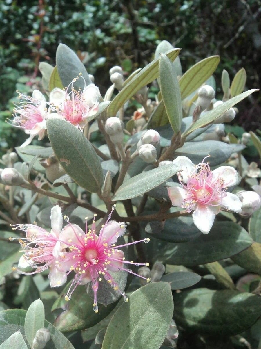 Семена Родомирт войлочный (Rhodomyrtus tomentosa), 10 штук