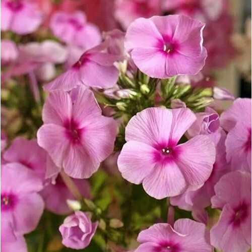 Флокс метельчатый Чио-чио-сан