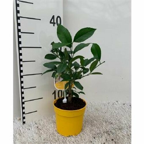 Растение цитрус зеленый