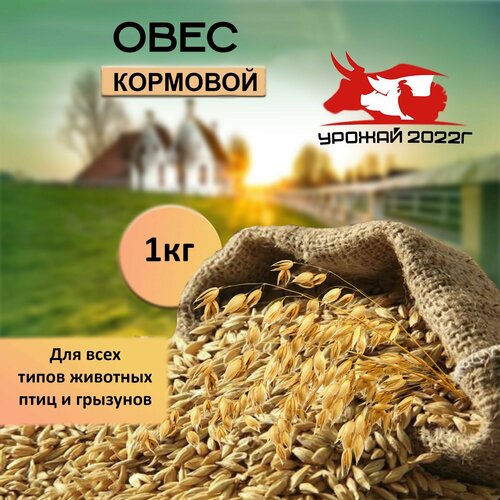 Корм для птиц зерно овес кормовой 1 кг