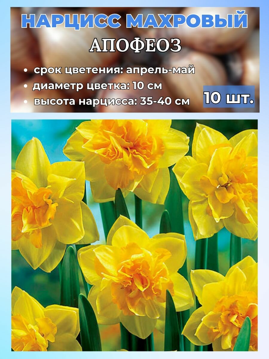 Нарцисс махровый луковицы 10 штук