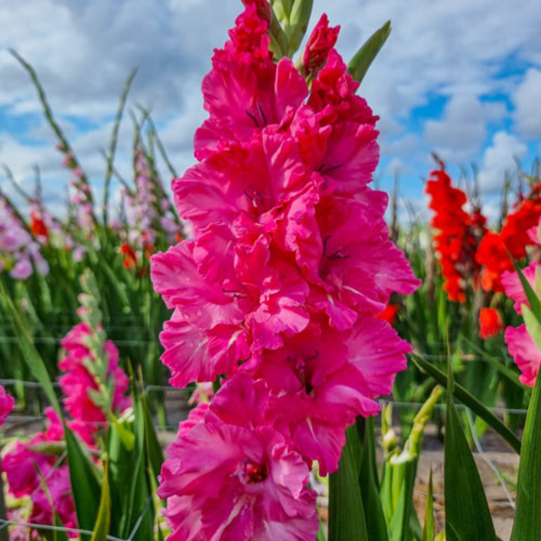 Луковицы цветов , WOW FLOWERS , Гладиолус Свит Лав , темно-розовый ,( 5 штук )