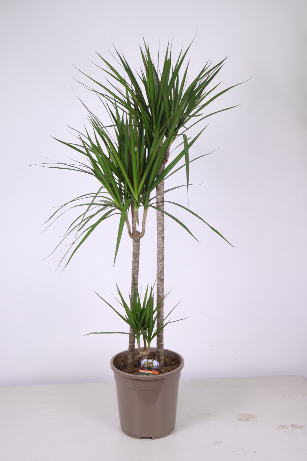 Драцена Маргината 140 см.