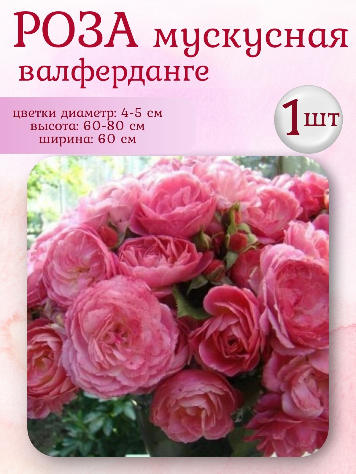 Роза мускусная, многолетние цветы, саженцы, 1 шт