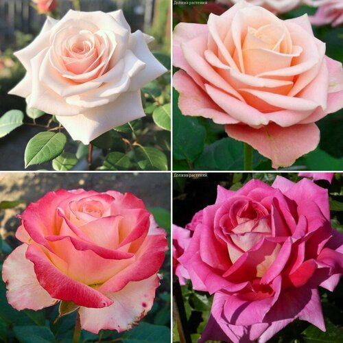 Комплект чайно-гибридных роз Розовый Романс (саженцы) роза джоландиа vissers