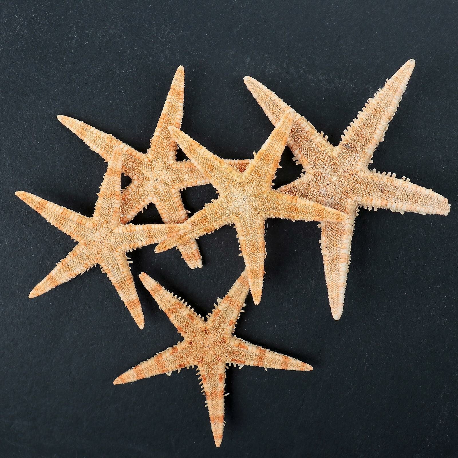 Набор из 5 морских звезд, размер каждой 3-5 см (1шт.)