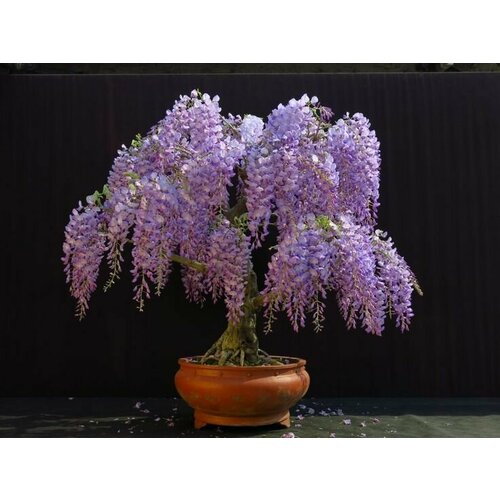 Глициния Китайская Янтай, семена 5 шт (Wisteria sinensis)