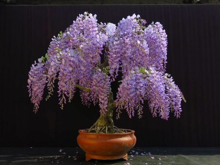 Глициния Китайская Янтай, семена 5 шт (Wisteria sinensis)