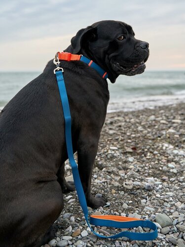 Изображение товара Поводок для собак Japan Premium Pet с защитой на карабине и мягкой анатомической вкладкой для рук, серия 40 оттенков радуги, темно-синий, размер L