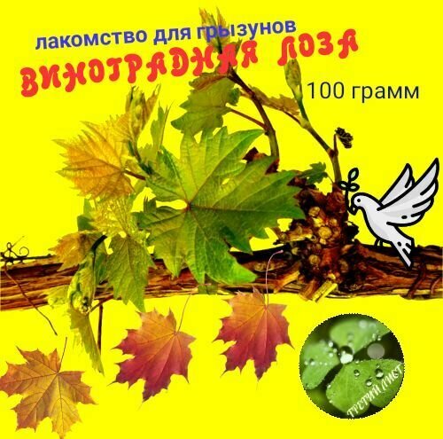 Веточки винограда. Лакомство для грызунов