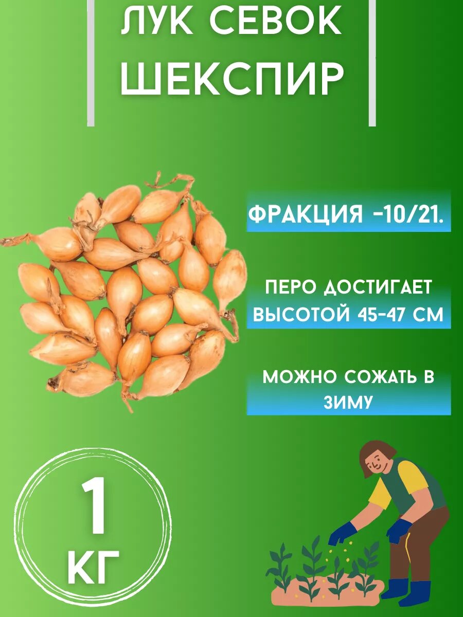 Лук Севок сорт 