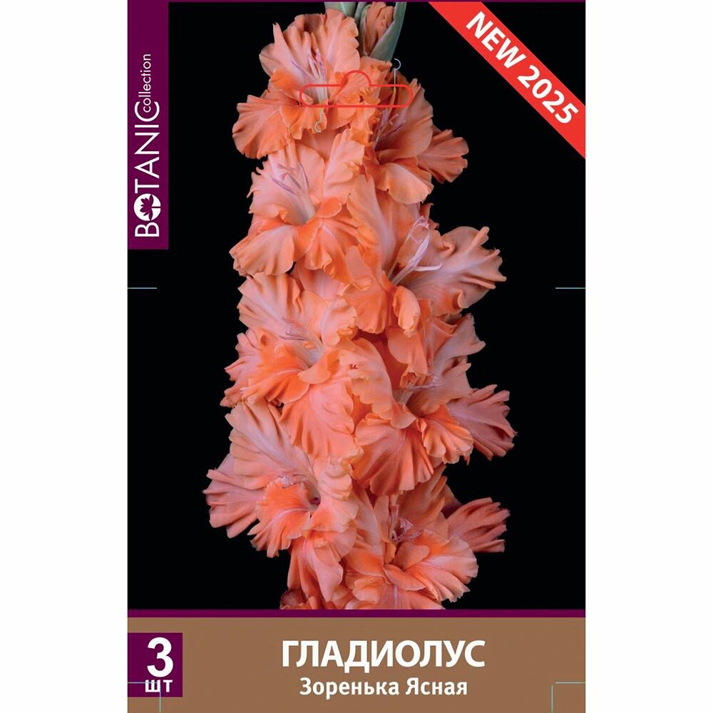 Гладиолус крупноцветковый Зоренька Ясная 3 шт