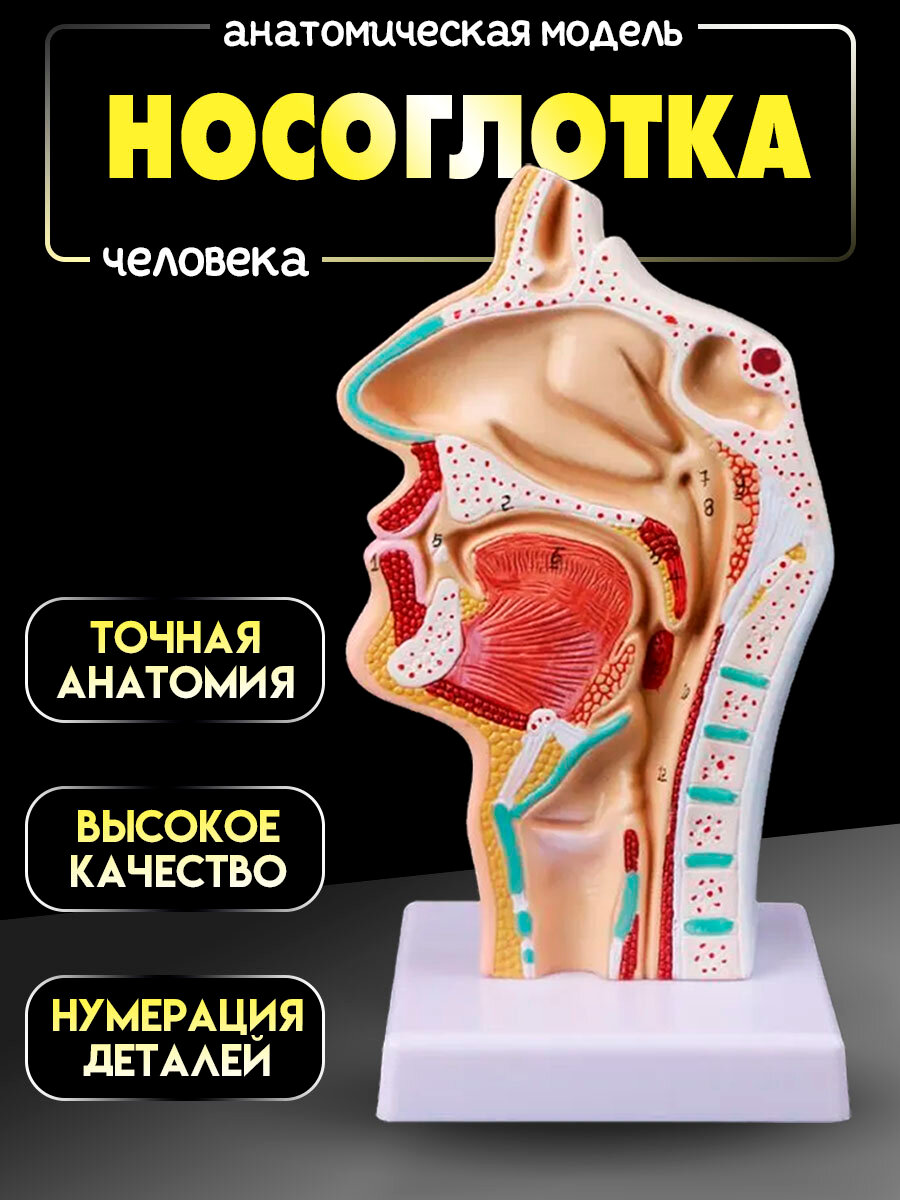 Медицинская анатомическая модель полости носа, рта и горла человека. Учебное пособие макет по анатомии модели горла