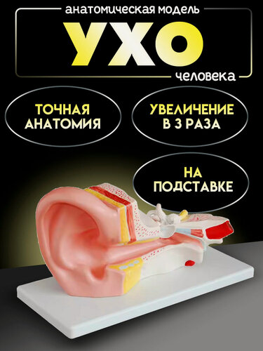 Изображение товара Анатомическая модель уха человека увеличенное в 3 раза, ухо 3д модель на подставке