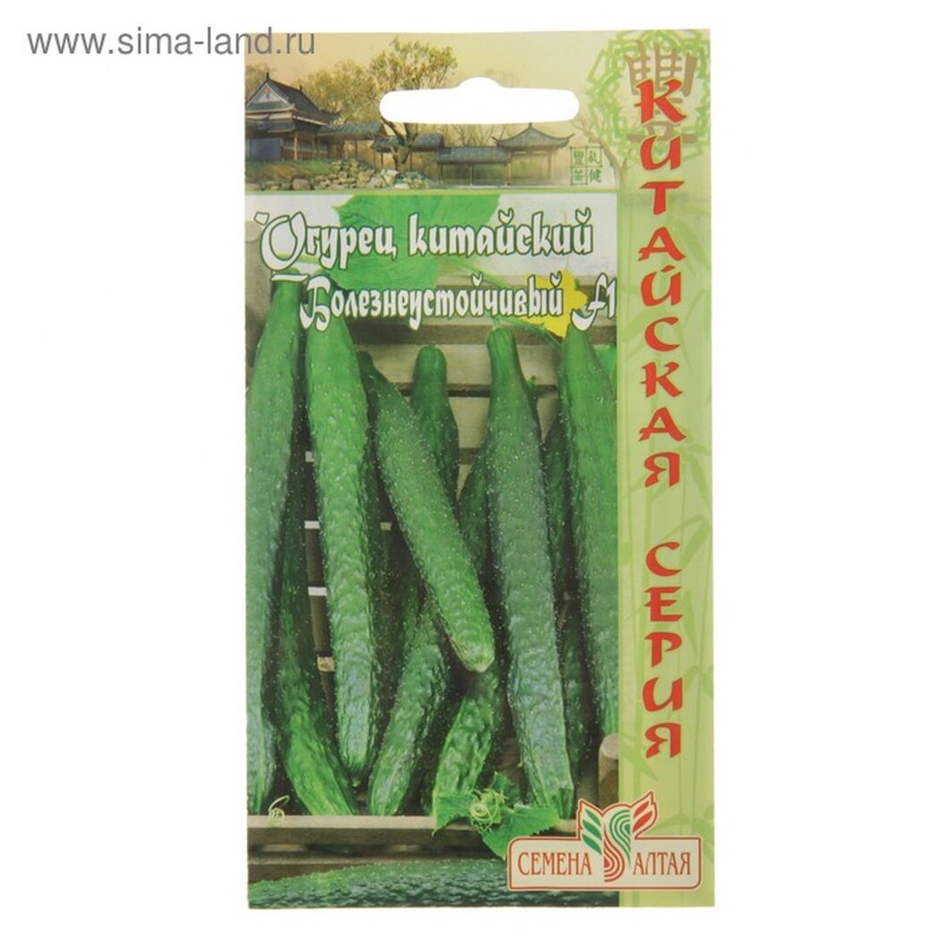 Семена Огурец Китайский болезнеустойчивый среднеранний партенокарпический цп 6 шт