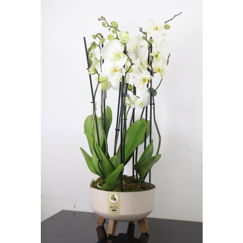 3 белых орхидеи в кашпо