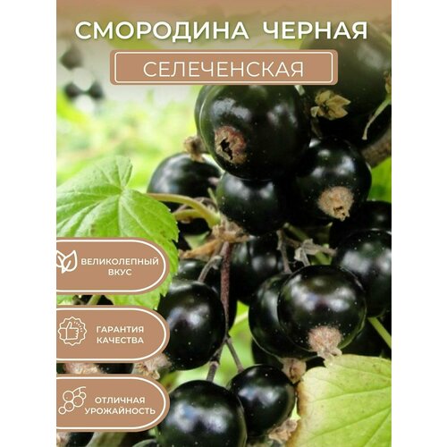 Саженцы чёрной смородины Селеченская смородина селеченская 2 черная