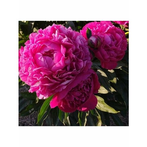 Пион Корневище, Канзас, более 3 почек