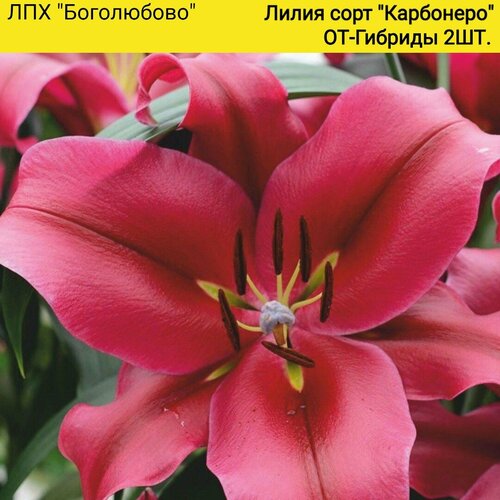 Лилия сорт Карбонеро - луковицы ЛА-гибриды, красные, 2 штуки в упаковке.