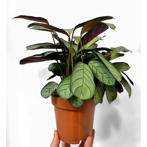 Живой цветок Ктенанта Амагрис, D-12, H-30