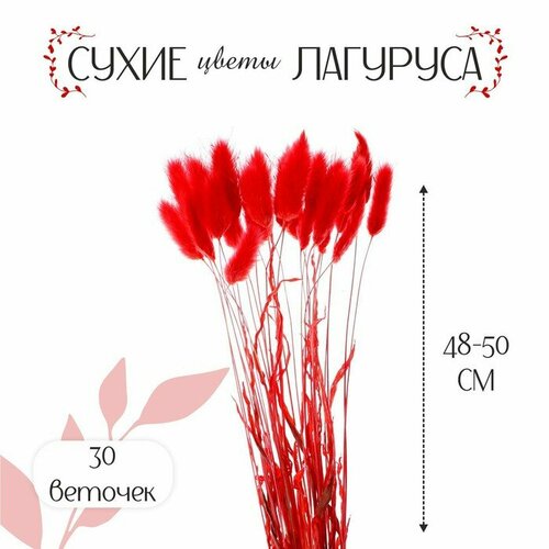 сухоцветы лагурус 55 см 55шт Сухие цветы КНР лагурус, 30 штук, красный