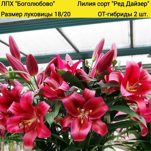 Лилия сорт 