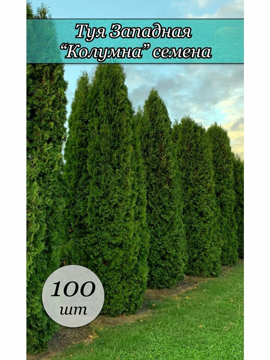 Туя западная колумна Columna домашние семена 100 шт