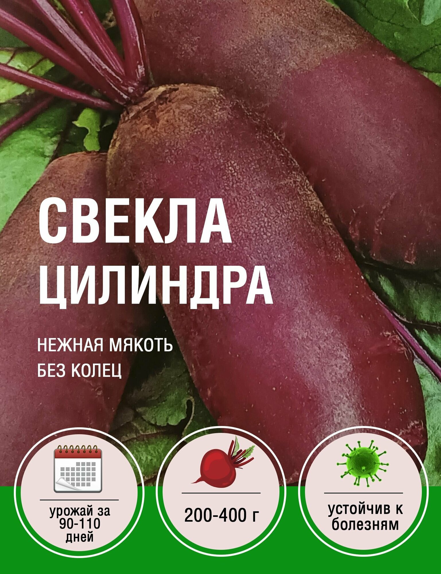 Свекла Цилиндра (5 пакета по 3гр)