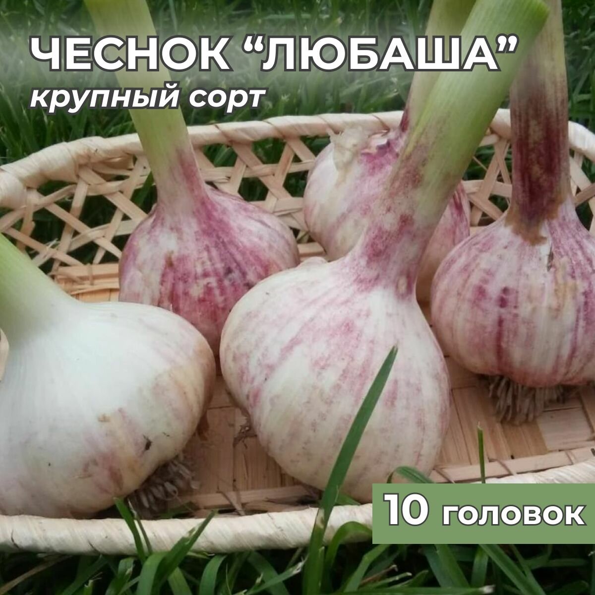 Чеснок крупный...