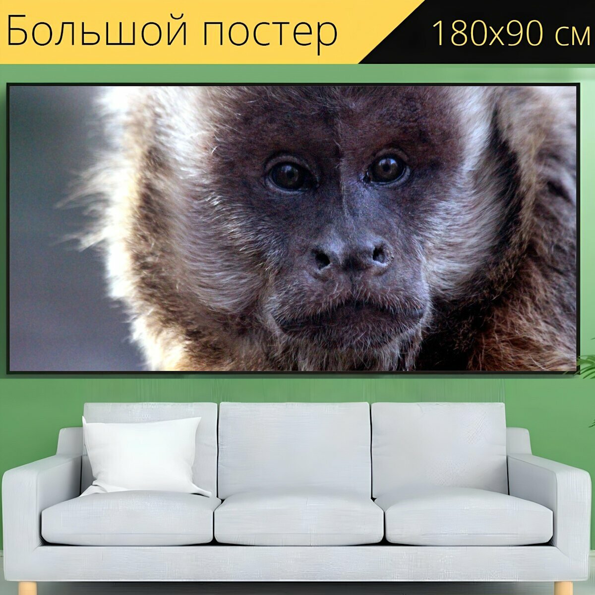 Большой постер "Капуцин примат обезьяна" 180 x 90 см. для интерьера