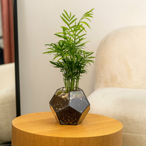 Пальма Хамедорея в кашпо додекаэдр 35 см 4337₽
