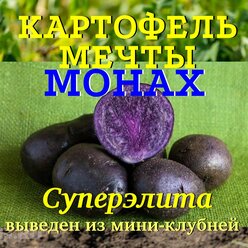 Семенной селекционный картофель монах Суперэлита 1 кг