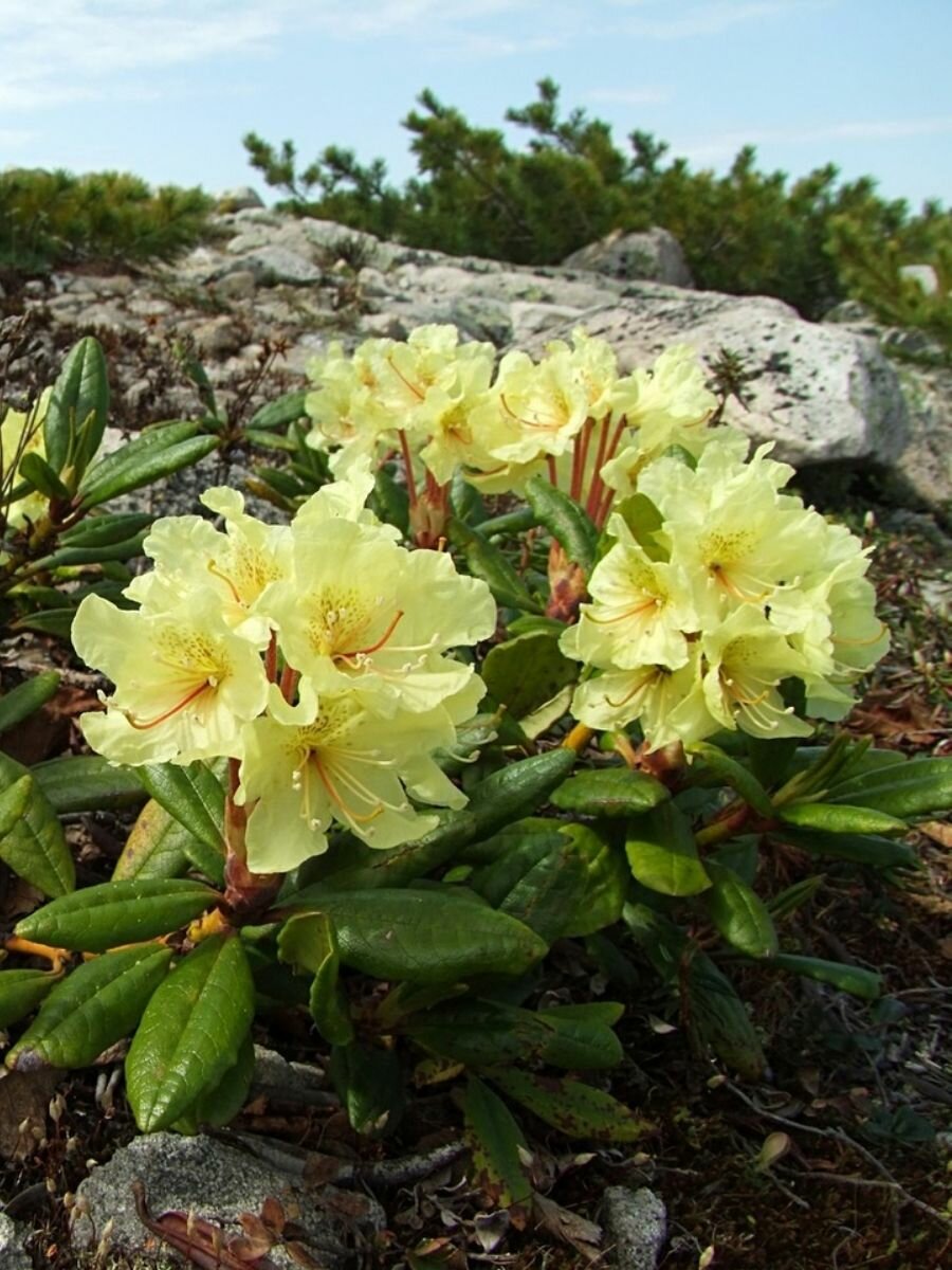 Семена Рододендрон золотистый (Rhododendron aureum), 25 штук