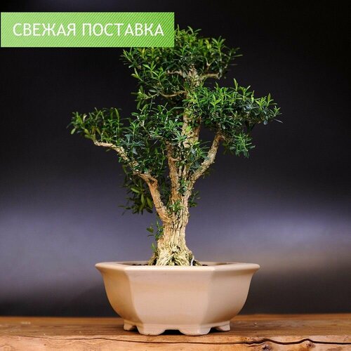 Бонсай Самшит, 40см, 27 лет